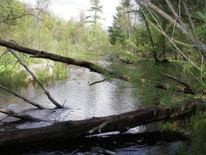 Wood debris in streams good for fish and wildlife