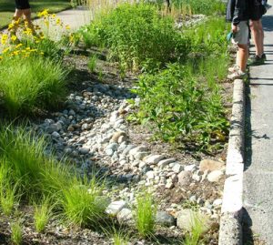 Curb-cut Rain Garden, Photo by Plaster Creek Stewards